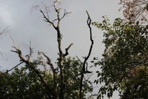 Пошкоджені бобрами та негодою: у Луцьку видалятимуть аварійні дерева 