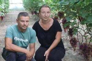 На Волині фермер вирощує 57 сортів винограду (фото)