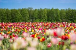 У Голобах на квіткове поле запрошують нюхати тюльпани, але в масках 