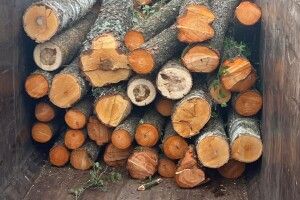 На Волині зупинили навантажену краденим лісом автівку