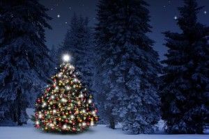 Майже половина рівнян проголосували за «живу» новорічну ялинку, третина – за штучну