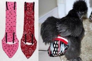 І для курей бувають «памперси»