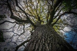 У далекому закутку Цуманської пущі знайшли три дуби-гіганти й сосну-гігантиху