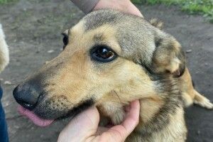 У Луцьку шукають охочих заприятелювати з Гуччі (Фото)