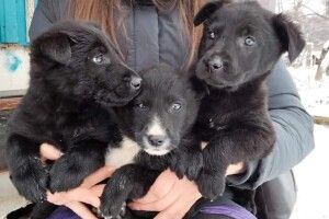 У Луцьку двонога звірота потруїла цуценят (Фото)