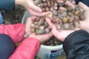 150 кг жолудів зібрали за день в’язівненські школярі