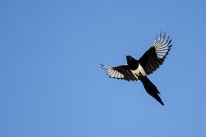 Австралійці потерпають від зухвалих нападів сорок