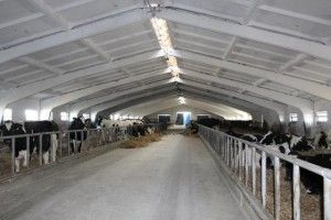 У фермерському господарстві «Перлина Турії» відкрили корівник на 280 голів
