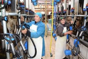 У Ковельському районі агропідприємство повністю комп'ютеризувало виробництво молока