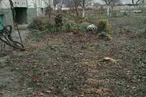 У Луцьку голова ОСББ одноосібно виніс «смертний вирок» кільком яблуням та вишням