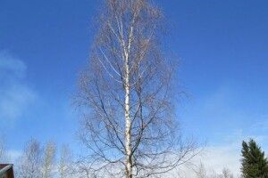 Погода на п'ятницю, 6 березня: розпочинається рух соку в кленах і березах