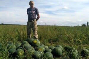 На Волині фермер посадив по сто саджанців різних сортів кавуна, щоб обрати найсмачніший (Відео)