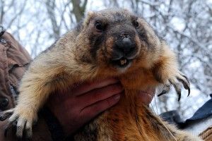 Сьогодні – День бабака. Що нам навіщує Тимко?