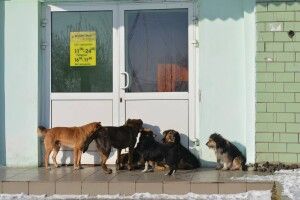 У Любешові гуляють зграї псів
