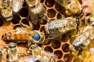 У США схвалили вакцину... для бджіл