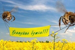 Чи підпишуть у Луцьку меморандум про захист бджіл?