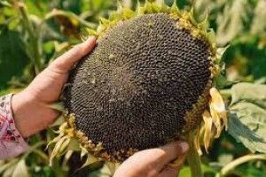 Українські аграрії почали збирати соняшник та просо