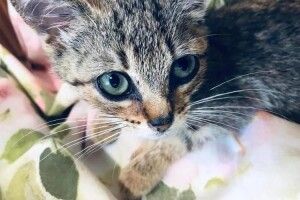 Волинянка підібрала приблуду на свою голову