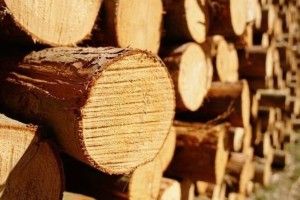 Волинські митники протидіють незаконному експорту лісоматеріалів