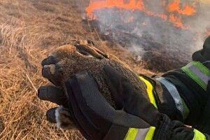 Минулого тижня на Волині надзвичайники усунули 11 пожеж в екосистемах