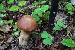 На Поліссі розпочався грибний сезон: на тихе полювання вийшов голова облради