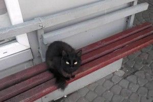 Неподалік Волинської ОДА бачили підозрілого чорного кота з дуже хитрими очиськами (фото)