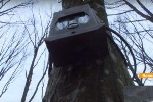 Бачить навіть вночі: на Волині від бракон’єрів в лісах встановили камери