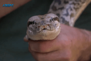 Пітон Жорік переїхав до Луцька і, здається, не шкодує (Відео)