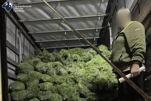 На Волині зупинили вантажівку з «нелегальними» новорічними деревцями