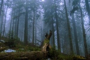 На Волині прокурори намагаються повернути у державну власність 14 гектарів лісу
