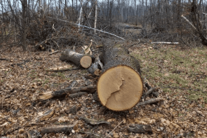 На Волині судять молодиків, які «господарювали» у державних лісах