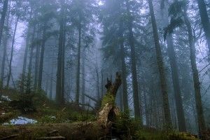 В українських Карпатах знайшли мертвого хорвата