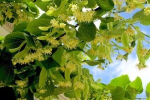 Погода на суботу, 4 липня: спека цього дня віщує тріскучі морози в грудні