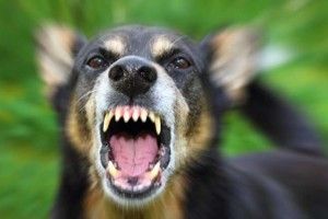 У Рівному спалили у крематорії труп пса, який сказився першого квітня