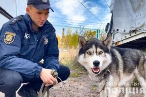 Полтавський Хатіко, чемпіон Джой, після ДТП повернеться до травмованого господаря