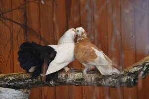 У Луцькому зоопарку дали потомство врятовані з-під Бахмута голуби 