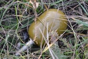 Двоє дітей отримали поранення від вибуху ...гранати