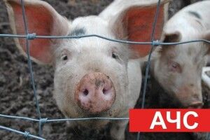 На Волині знову зафіксований випадок африканської чуми свиней