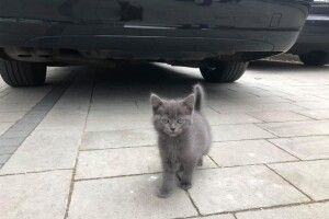 У Луцьку муркотливий Сірко шукає своє котяче щастя (Фото)