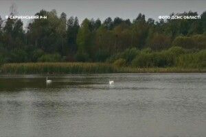 Працівники ДСНС врятували лебедів