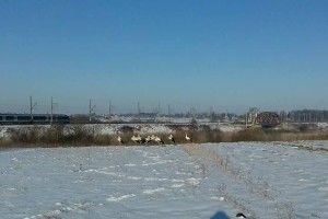 Біля Рожища рятують лелек