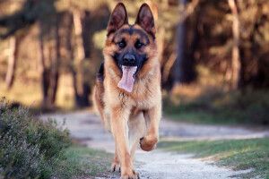 Покусала малолітню дитину: у волинянина через суд відібрали вівчарку