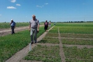 Щоб краще родило на Поліссі жито і тритікале