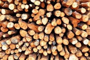 І у воді не тоне, і у вогні не горить