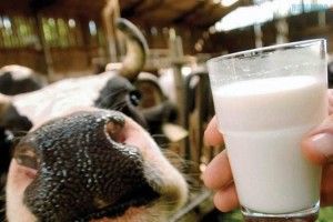 Корівки нас «частують» радіоактивним молоком