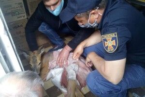 Небайдужі посеред міста рятували маленьке оленя (Фото)