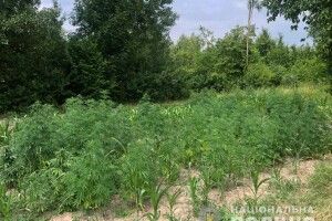 Волинянин насіяв грядку коноплі, тепер відповідатиме перед законом 