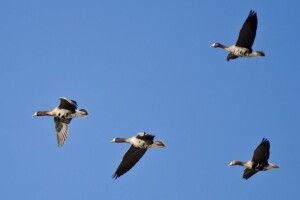 Волинські водойми стали транзитним коридором для птахів, що несуть вірус грипу