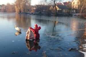 У Луцьку водолази ДСНС врятували на кризі двох лебедів і передали їх до зоопарку