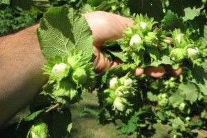 Фундукові перспективи